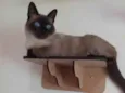 Zoe