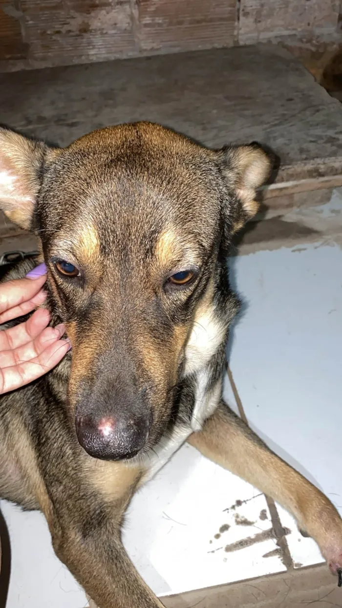 Cachorro ra a SRD-ViraLata idade 1 ano nome Apollo