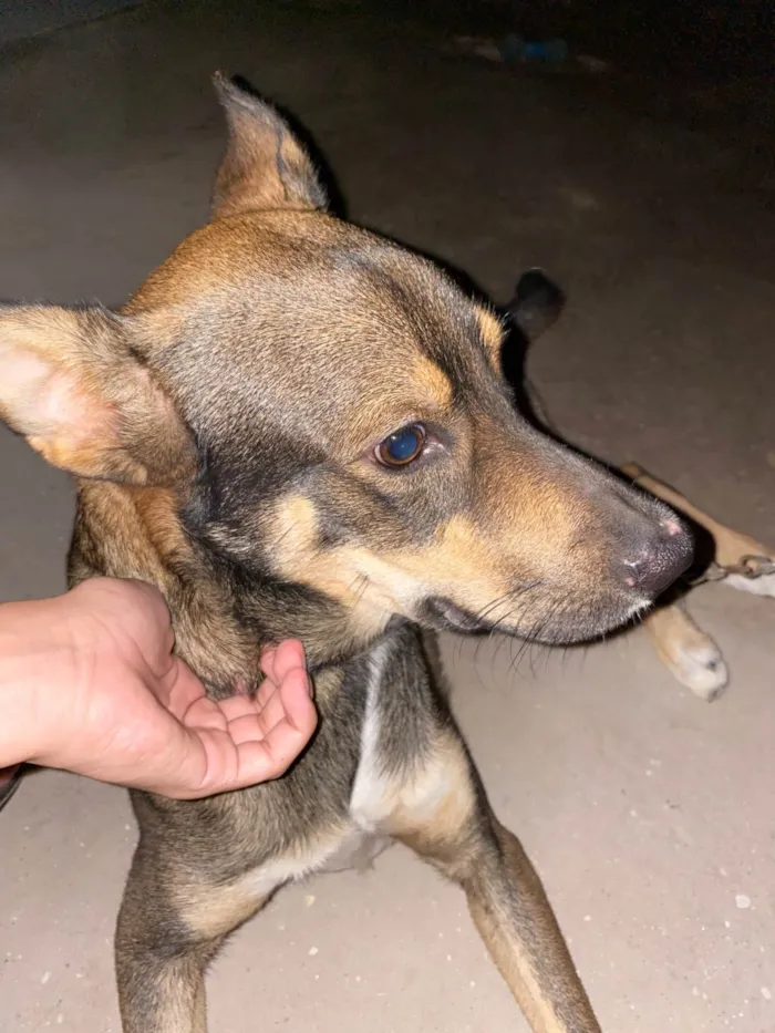 Cachorro ra a SRD-ViraLata idade 1 ano nome Apollo