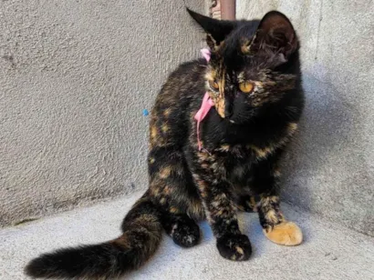 Gato raça SRD-ViraLata idade 2 a 6 meses nome Frida