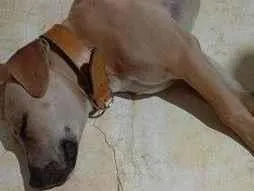 Cachorro raça SRD-ViraLata idade 7 a 11 meses nome Sem nome
