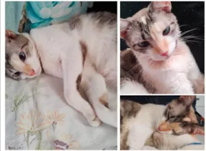 Gato raça Siamês idade 1 ano nome Yue
