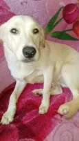 Nala