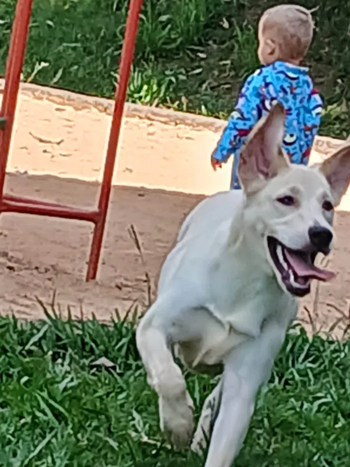 Cachorro ra a Labrador idade 7 a 11 meses nome Nala