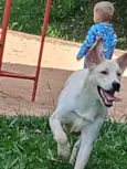 Nala