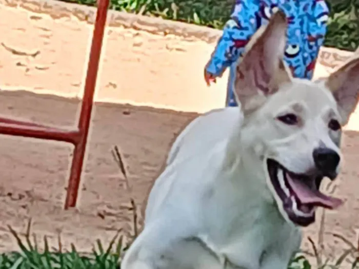 Cachorro ra a Labrador idade 7 a 11 meses nome Nala
