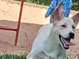 Nala
