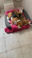 Huggy