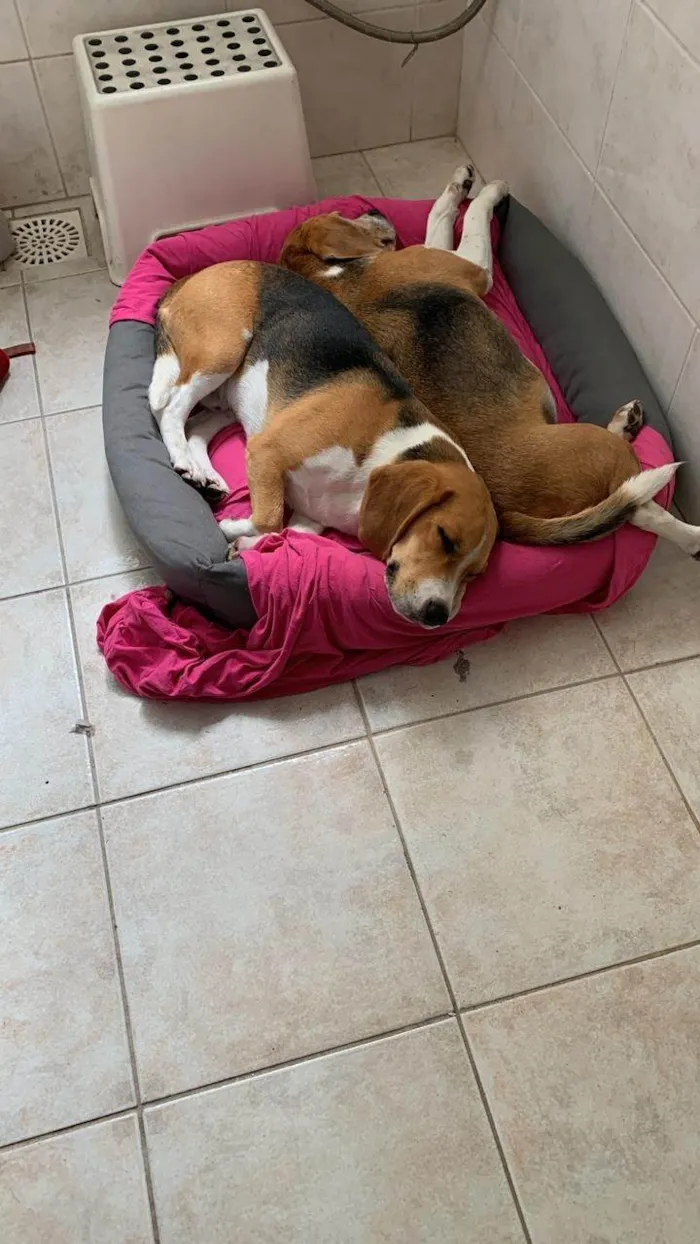 Cachorro ra a SRD-ViraLata idade 4 anos nome Huggy