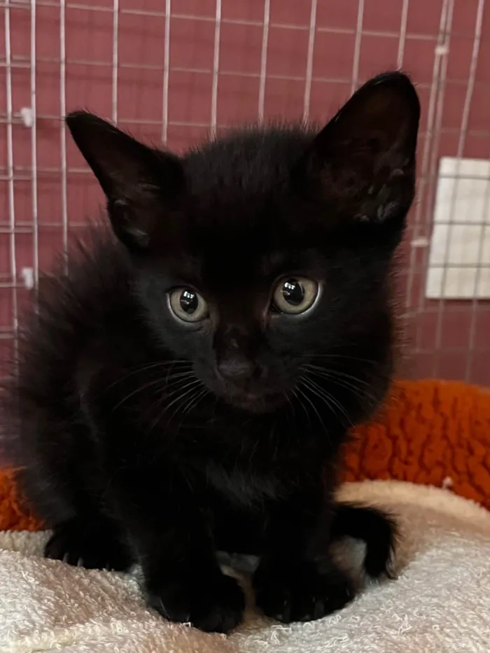 Gato ra a SRD-ViraLata idade Abaixo de 2 meses nome Filipinho