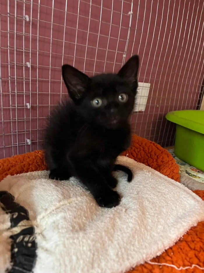 Gato ra a SRD-ViraLata idade Abaixo de 2 meses nome Filipinho