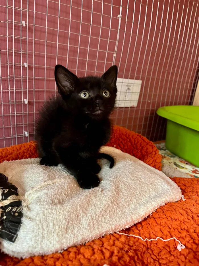 Gato ra a SRD-ViraLata idade Abaixo de 2 meses nome Filipinho