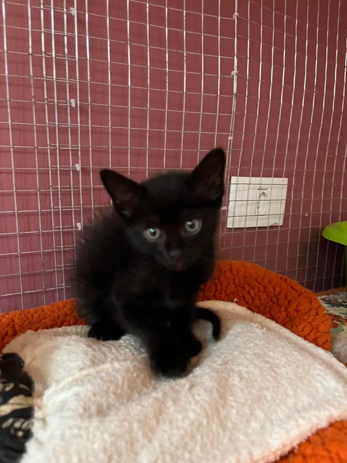 Gato ra a SRD-ViraLata idade Abaixo de 2 meses nome Filipinho