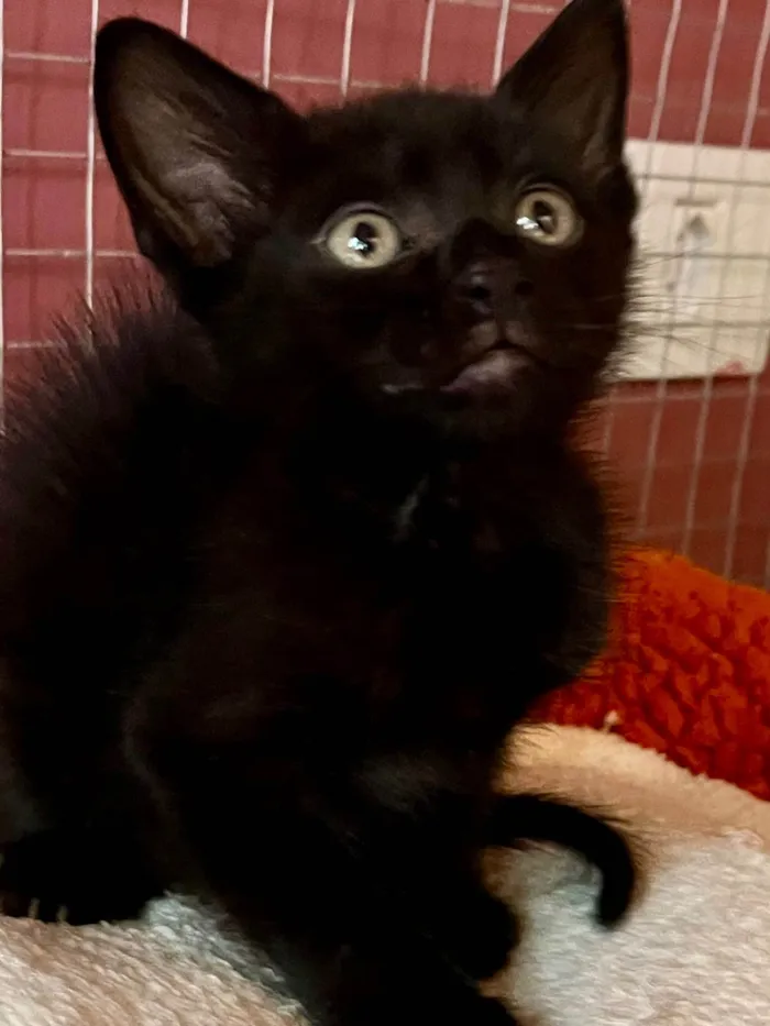Gato ra a SRD-ViraLata idade Abaixo de 2 meses nome Filipinho
