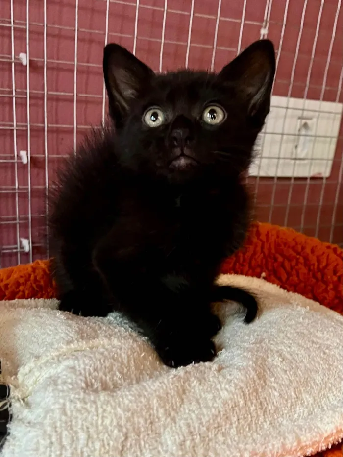 Gato ra a SRD-ViraLata idade Abaixo de 2 meses nome Filipinho
