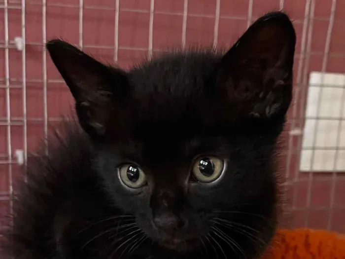 Gato ra a SRD-ViraLata idade Abaixo de 2 meses nome Filipinho