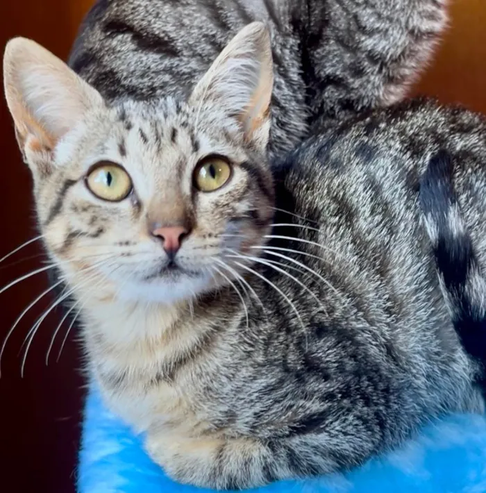 Gato ra a SRD-ViraLata idade 2 a 6 meses nome Maria Fernanda 