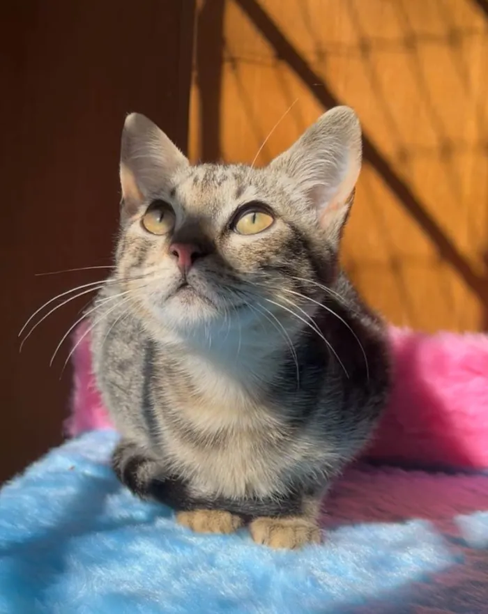 Gato ra a SRD-ViraLata idade 2 a 6 meses nome Maria Fernanda 