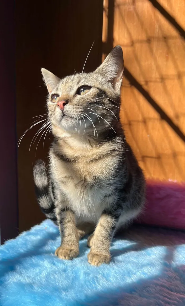 Gato ra a SRD-ViraLata idade 2 a 6 meses nome Maria Fernanda 