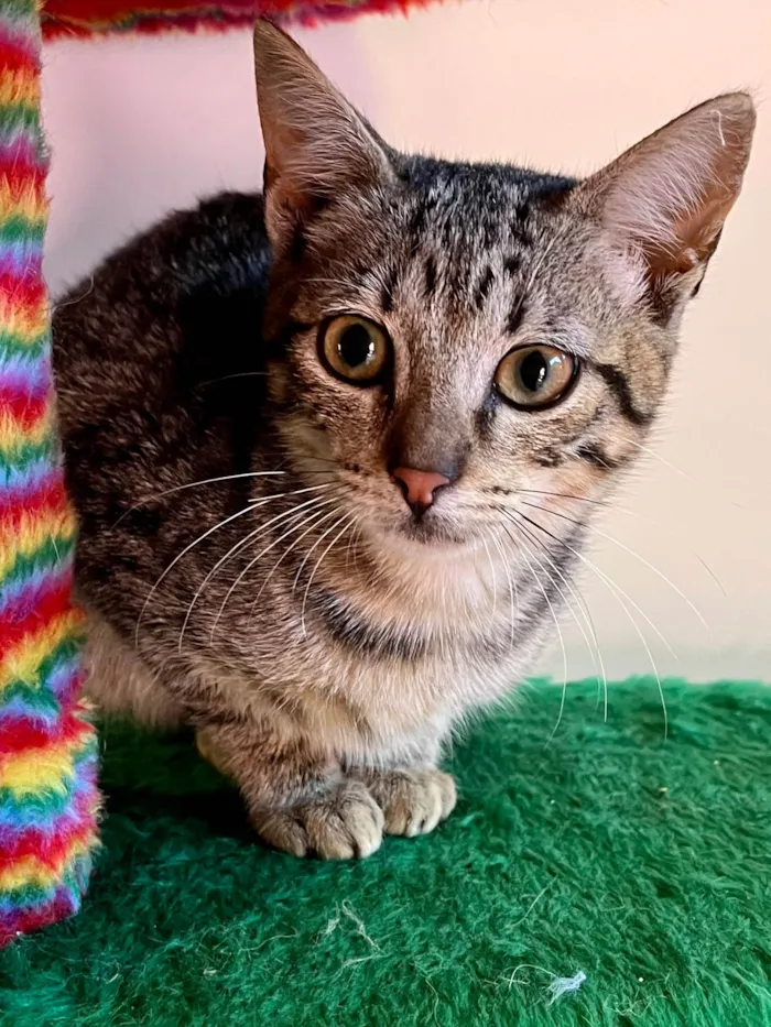 Gato ra a SRD-ViraLata idade 2 a 6 meses nome Maria Fernanda 