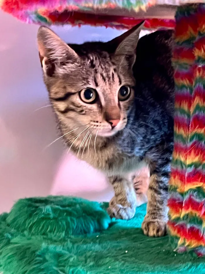 Gato ra a SRD-ViraLata idade 2 a 6 meses nome Maria Fernanda 