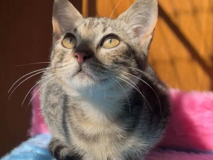 Gato ra a SRD-ViraLata idade 2 a 6 meses nome Maria Fernanda 