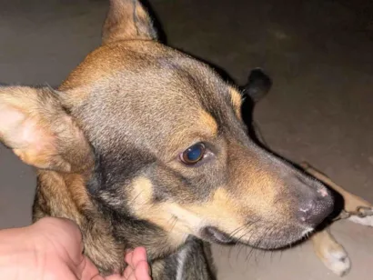Cachorro raça SRD-ViraLata idade 1 ano nome Apollo