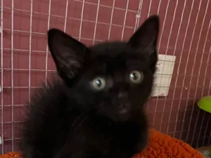 Gato raça SRD-ViraLata idade Abaixo de 2 meses nome Filipinho