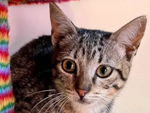 Gato raça SRD-ViraLata idade 2 a 6 meses nome Maria Fernanda 
