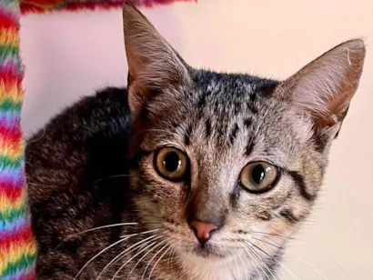 Gato raça SRD-ViraLata idade 2 a 6 meses nome Maria Fernanda 
