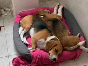 Cachorro raça SRD-ViraLata idade 4 anos nome Huggy