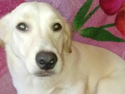 Cachorro raça Labrador idade 7 a 11 meses nome Nala