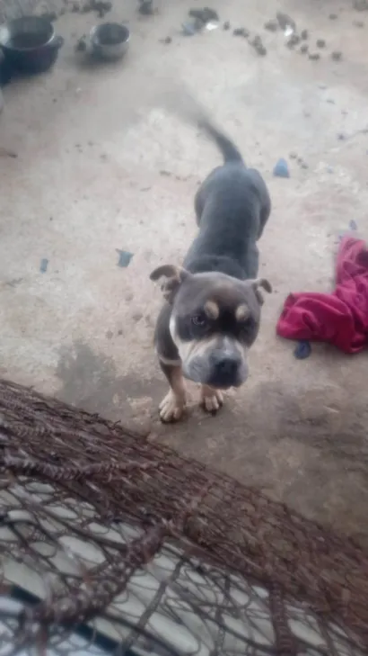 Cachorro raça Pit-Bull idade 3 anos nome Alok