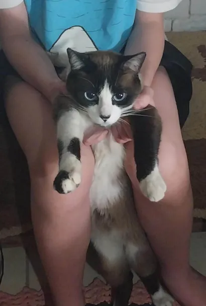 Gato raça Siamês idade 3 anos nome Raul