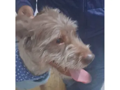 Cachorro raça SRD-ViraLata idade 1 ano nome Alf
