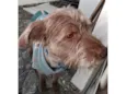 Alf