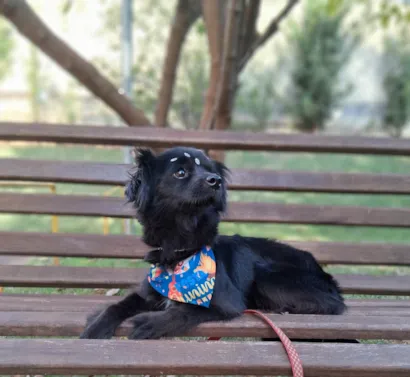 Cachorro raça SRD-ViraLata idade 4 anos nome Luna
