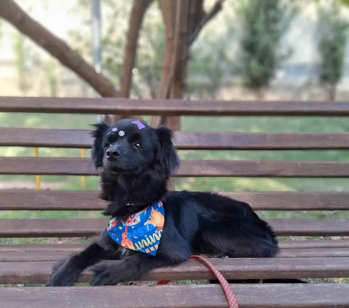 Cachorro ra a SRD-ViraLata idade 4 anos nome Luna