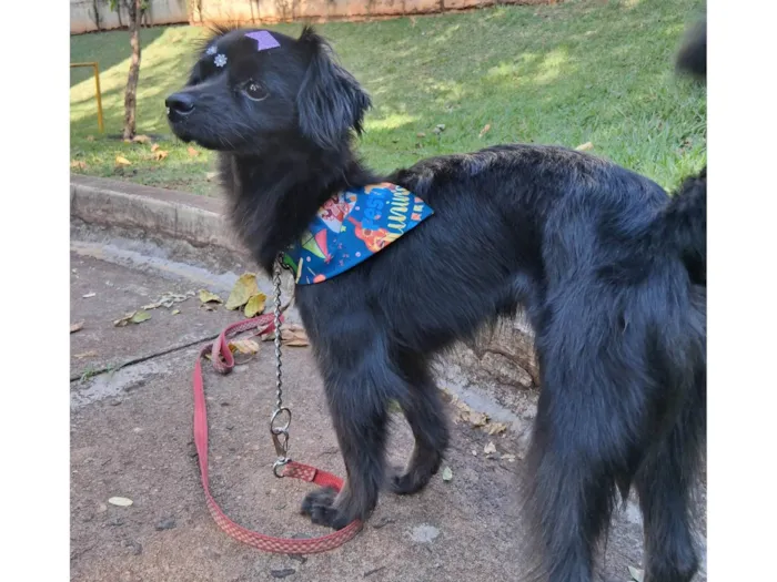 Cachorro ra a SRD-ViraLata idade 4 anos nome Luna