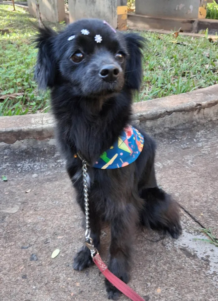 Cachorro ra a SRD-ViraLata idade 4 anos nome Luna