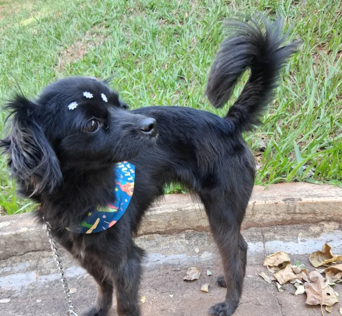 Cachorro ra a SRD-ViraLata idade 4 anos nome Luna