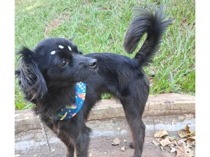 Cachorro ra a SRD-ViraLata idade 4 anos nome Luna