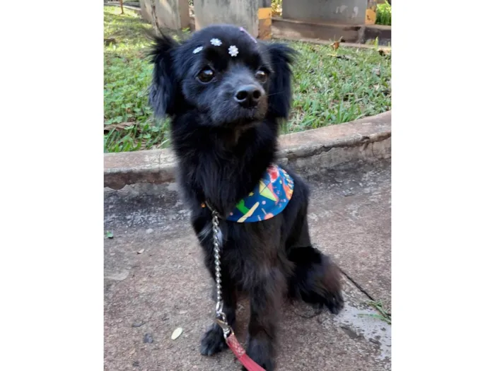 Cachorro ra a SRD-ViraLata idade 4 anos nome Luna