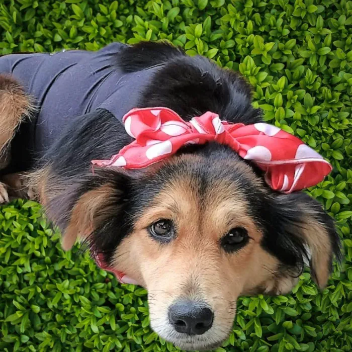 Cachorro ra a SRD-ViraLata idade 1 ano nome Mafalda 