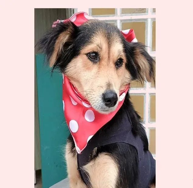 Cachorro ra a SRD-ViraLata idade 1 ano nome Mafalda 