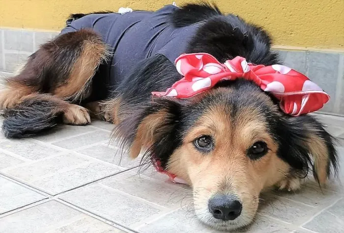 Cachorro ra a SRD-ViraLata idade 1 ano nome Mafalda 