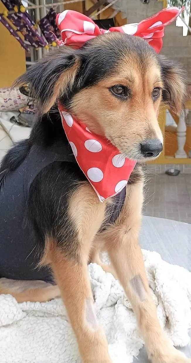 Cachorro ra a SRD-ViraLata idade 1 ano nome Mafalda 