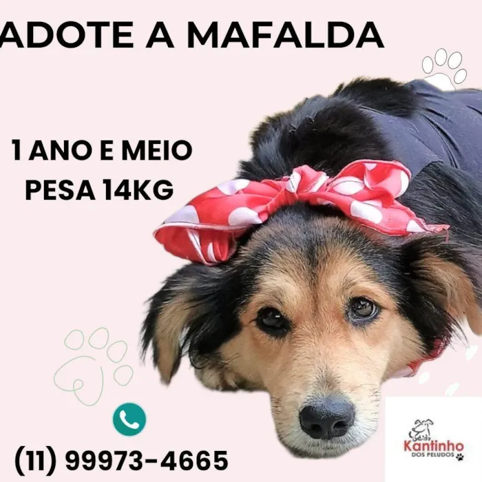 Cachorro ra a SRD-ViraLata idade 1 ano nome Mafalda 