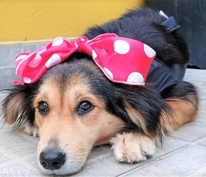 Cachorro ra a SRD-ViraLata idade 1 ano nome Mafalda 