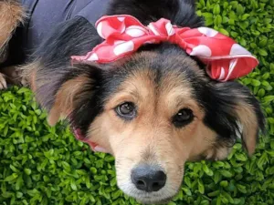 Cachorro raça SRD-ViraLata idade 1 ano nome Mafalda 